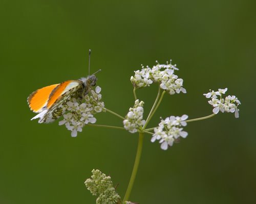 Orange-tip_Butterfly
